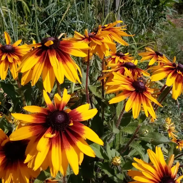 Blumen: Sonnenhut gelbrot "Prärie Glow", mehrjährige Staude
