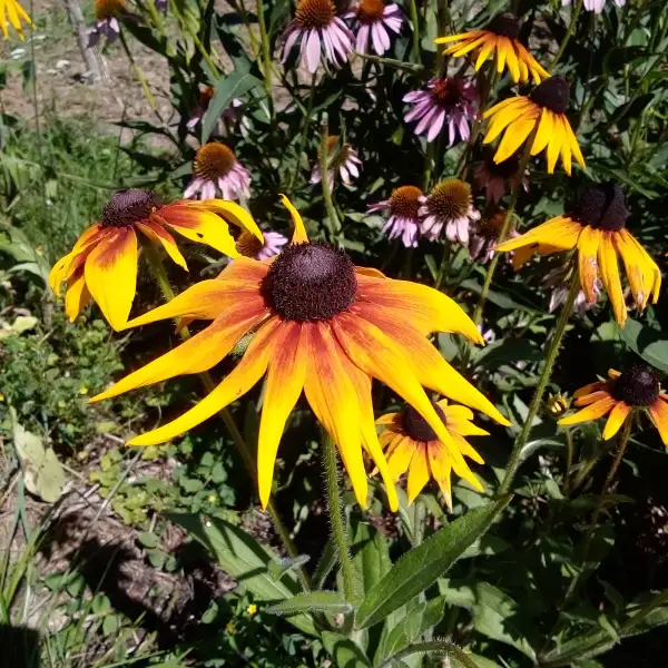 Blumen: Sonnenhut gelbrot "Prärie Glow", mehrjährige Staude