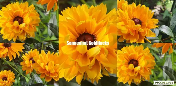 Blumen: Sonnenhut Goldilocks