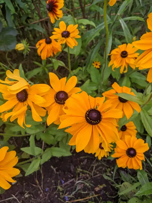 Blumen: Sonnenhut Marmelade
