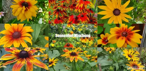 Blumen: Sonnenhut Mischung