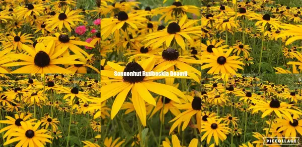 Stauden / Gehölz: Sonnenhut Rudbeckia : Deamii