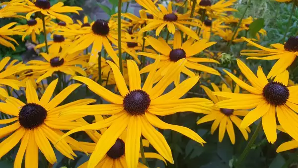 Stauden / Gehölz: Sonnenhut Rudbeckia : Deamii