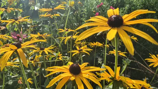 Stauden / Gehölz: Sonnenhut Rudbeckia : Dreams