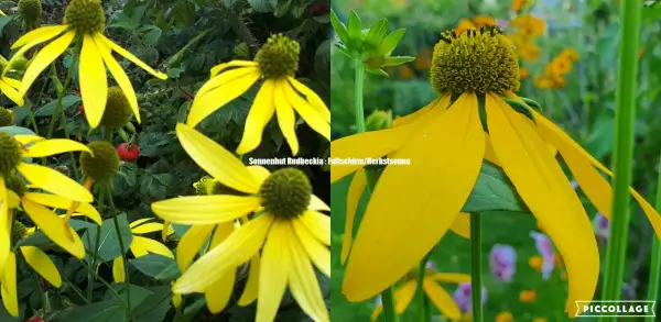 Stauden / Gehölz: Sonnenhut Rudbeckia : Fallschirm/Herbstsonne