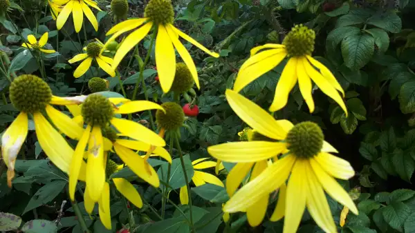 Stauden / Gehölz: Sonnenhut Rudbeckia : Fallschirm/Herbstsonne