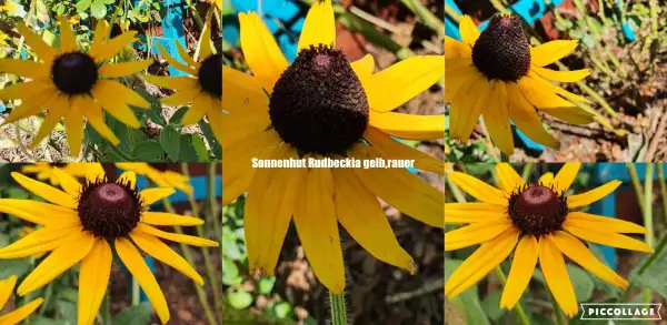 Stauden / Gehölz: Sonnenhut Rudbeckia : Gelb