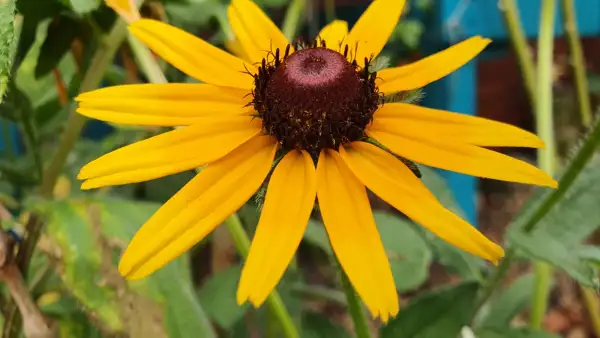 Stauden / Gehölz: Sonnenhut Rudbeckia : Gelb