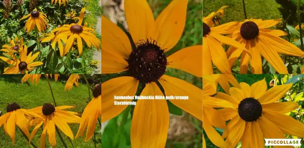 Stauden / Gehölz: Sonnenhut Rudbeckia : Gelb/Orange