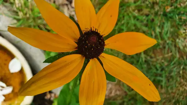 Stauden / Gehölz: Sonnenhut Rudbeckia : Gelb/Orange