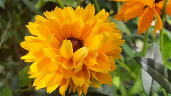 Stauden / Gehölz: Sonnenhut Rudbeckia : Gelb/Orange, gefüllte Blüten