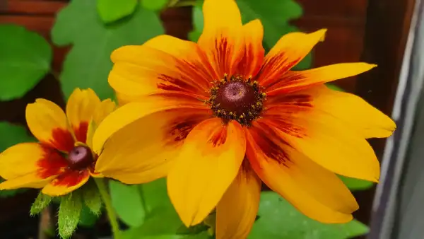 Stauden / Gehölz: Sonnenhut Rudbeckia : Gelb/Rot