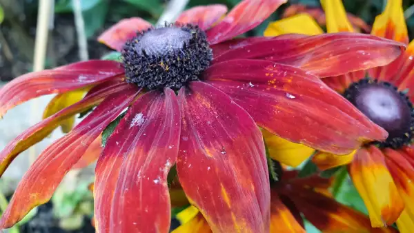 Stauden / Gehölz: Sonnenhut Rudbeckia : Gelb/Rot/Orange