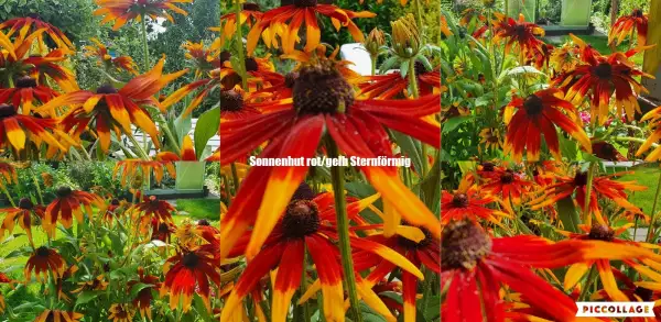 Stauden / Gehölz: Sonnenhut Rudbeckia : Gelb/Rot (Sternförmig,Selten )