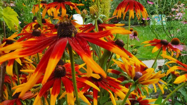 Stauden / Gehölz: Sonnenhut Rudbeckia : Gelb/Rot (Sternförmig,Selten )