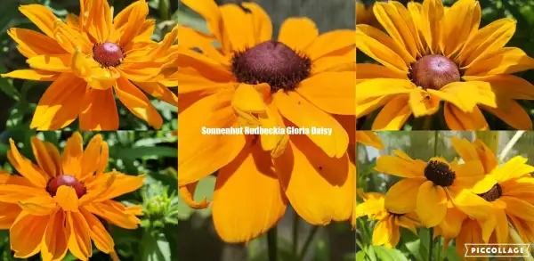 Stauden / Gehölz: Sonnenhut Rudbeckia : Gloria Daisy