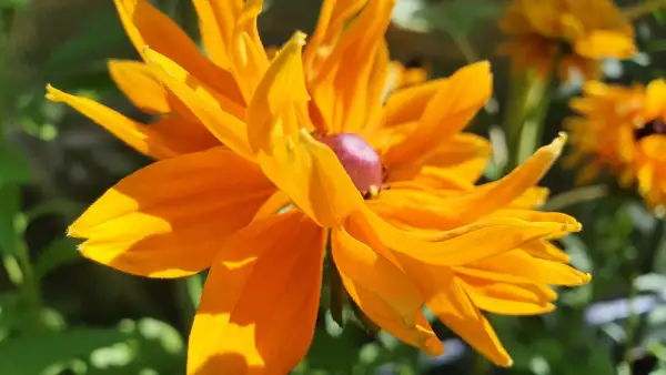 Stauden / Gehölz: Sonnenhut Rudbeckia : Gloria Daisy