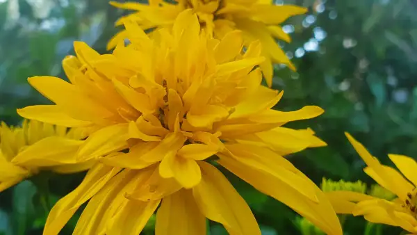 Stauden / Gehölz: Sonnenhut Rudbeckia : Goldquelle