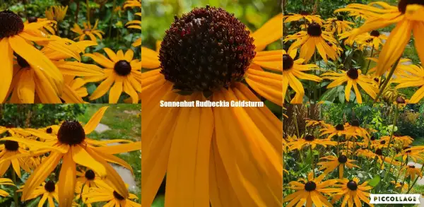 Stauden / Gehölz: Sonnenhut Rudbeckia : Goldsturm