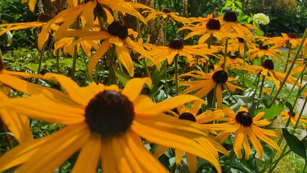 Stauden / Gehölz: Sonnenhut Rudbeckia : Goldsturm