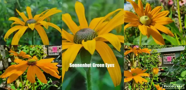 Stauden / Gehölz: Sonnenhut Rudbeckia : Green Ayes