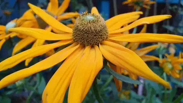 Stauden / Gehölz: Sonnenhut Rudbeckia : Green Ayes