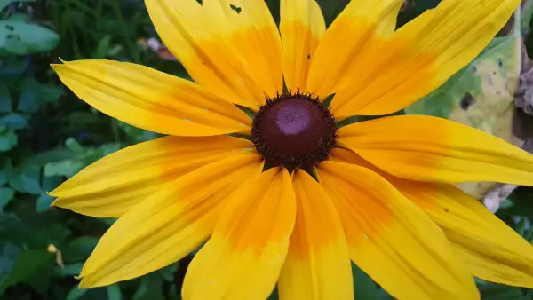 Stauden / Gehölz: Sonnenhut Rudbeckia : Jndian Summer