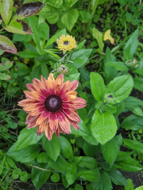 Blumen: Sonnenhut Sahara