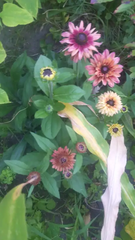 Blumen: Sonnenhut Sahara