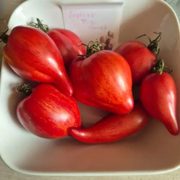 Tomaten: Sophia Fire Comet