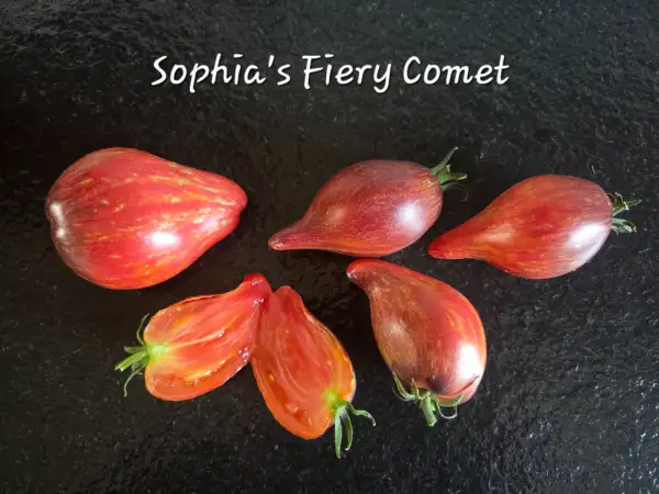 Tomaten: Sophia