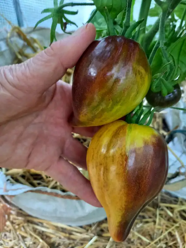 Tomaten: Sophias Sweet Caramel