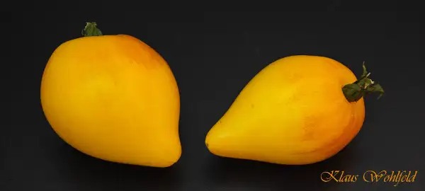 Tomaten: Sophias weißes Herz