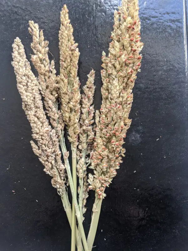 andere Gemüse: Sorghum