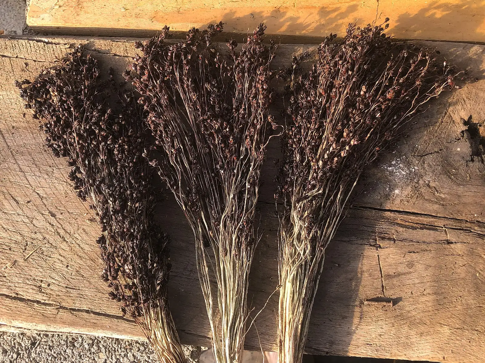 andere Gemüse: sorghum 