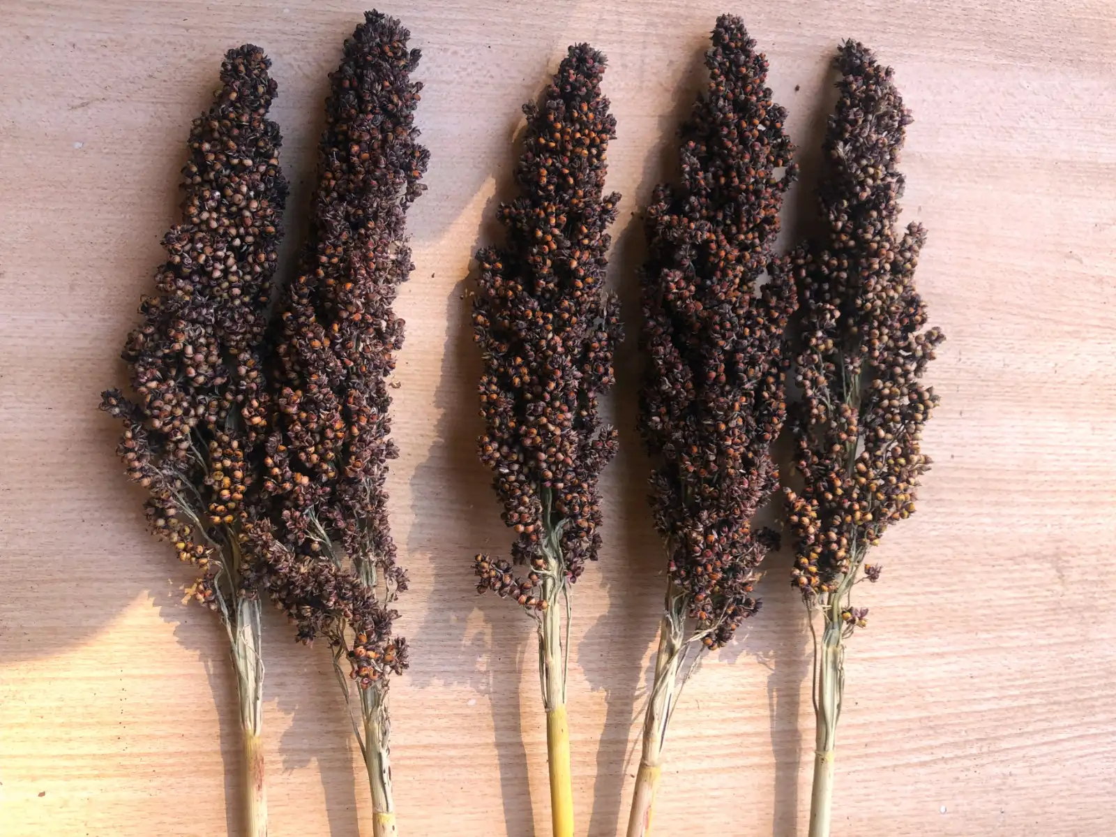 andere Gemüse: sorghum De Patones