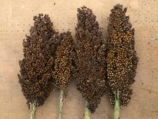 andere Gemüse: sorghum Rox Orange