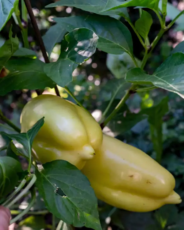 Chili / Paprika: Soroksari