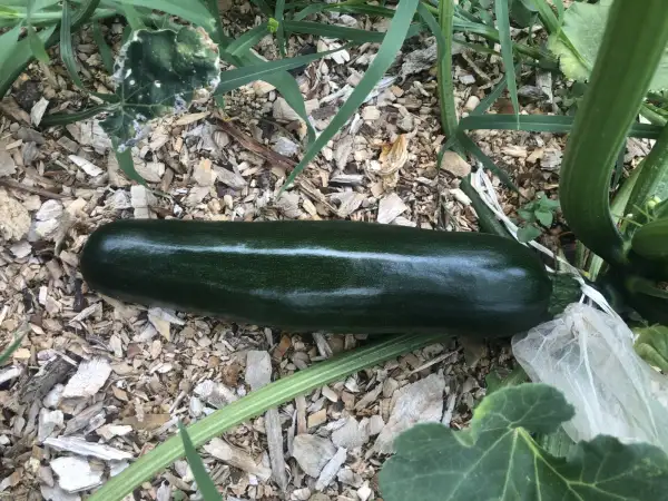 Zucchini: Sorraya