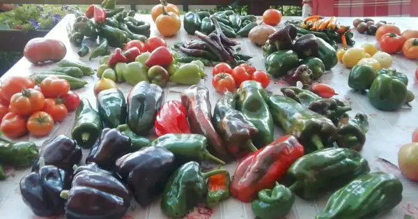 Chili / Paprika: Sortenmix, Paprika