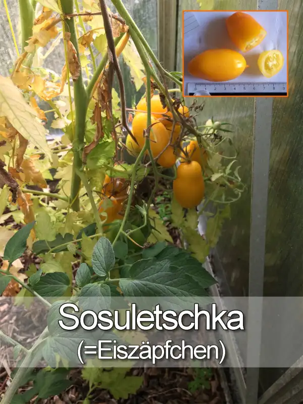 Tomaten: Sosuletschka