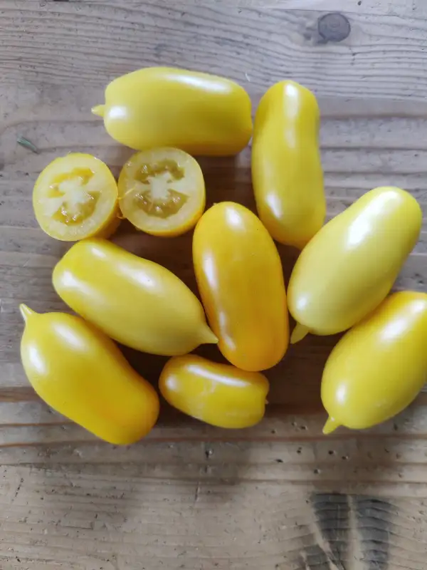 Tomaten: Sosuletschka "Eiszäpfchen"