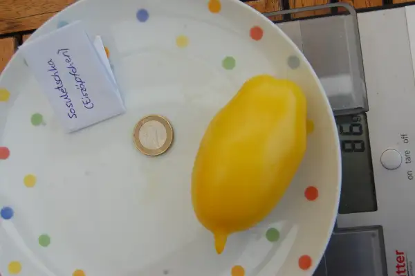 Tomaten: Sosuletschka (Eiszäpfchen)