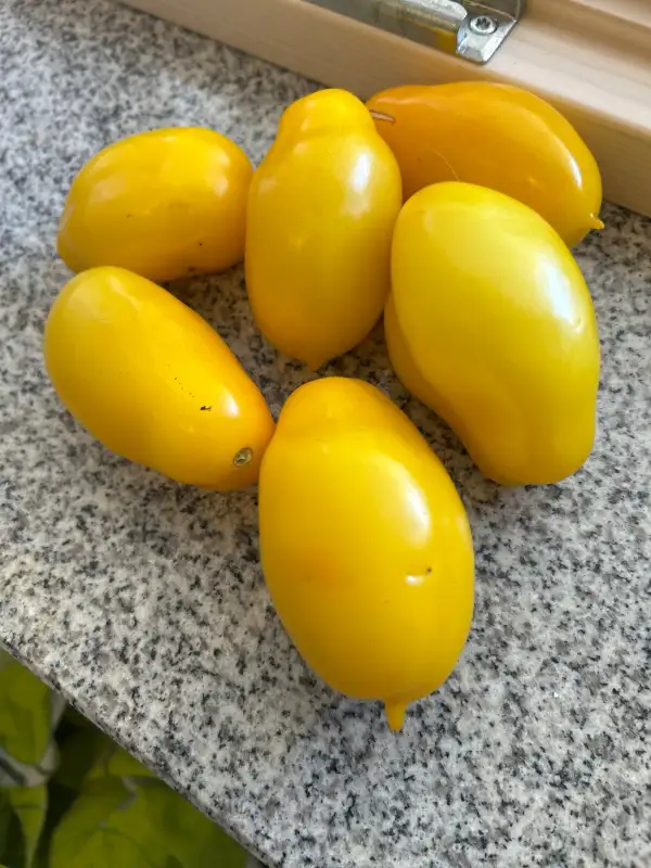 Tomaten: Sosuletschka / Eiszäpfchen