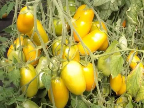 Tomaten: Sosuletschka Eiszäpfchen