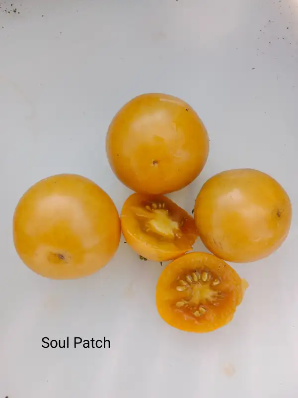 Tomaten: Soul Patch