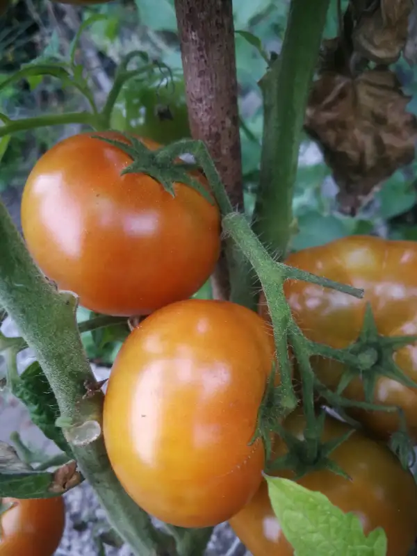 Tomaten: Soul Patch