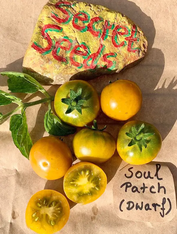 Tomaten: Soul Patch (dwarf)