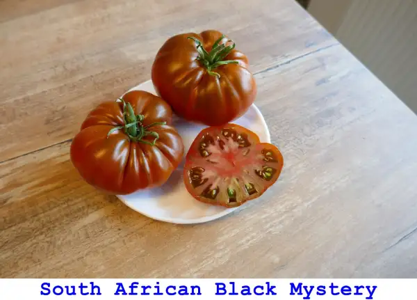 Tomaten: South African Black Mystery