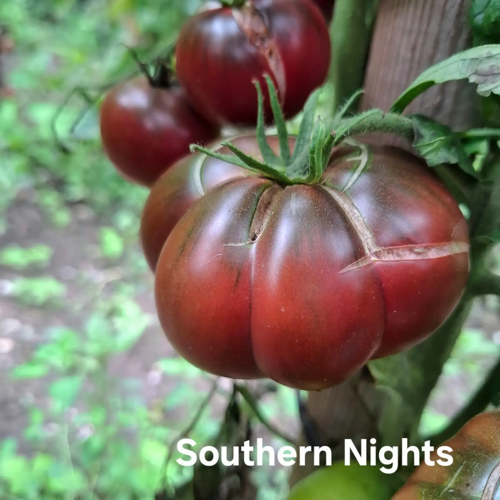 Tomaten: Southern Nights, Nächte im Süden